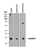 Cystatin C Antibody in Western Blot (WB)