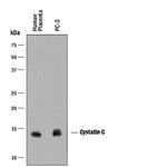 Cystatin C Antibody in Western Blot (WB)