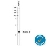 Cystatin C Antibody in Western Blot (WB)