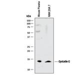 Cystatin C Antibody in Western Blot (WB)