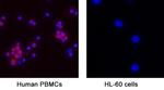 IL-3 Antibody in Immunocytochemistry (ICC/IF)