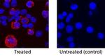 IL-17f Antibody in Immunocytochemistry (ICC/IF)