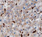 GPNMB Antibody in Immunohistochemistry (Paraffin) (IHC (P))