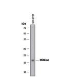 Midkine Antibody in Western Blot (WB)