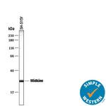 Midkine Antibody in Western Blot (WB)