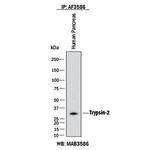 Trypsin Pan Antibody in Immunoprecipitation (IP)