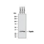 Trypsin Pan Antibody in Western Blot (WB)