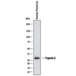 Trypsin Pan Antibody in Western Blot (WB)