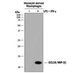 MIP-3 beta Antibody in Western Blot (WB)