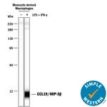 MIP-3 beta Antibody in Western Blot (WB)