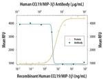 MIP-3 beta Antibody