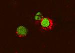 TNF alpha Antibody in Immunocytochemistry (ICC/IF)