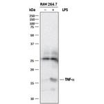 TNF alpha Antibody in Western Blot (WB)