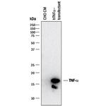 TNF alpha Antibody in Western Blot (WB)