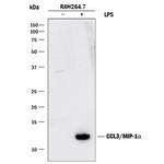 CCL3 Antibody in Western Blot (WB)