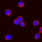 IL-2 Antibody in Immunocytochemistry (ICC/IF)