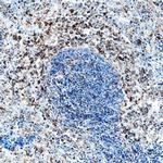 IL-2 Antibody in Immunohistochemistry (Frozen) (IHC (F))