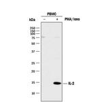 IL-2 Antibody in Western Blot (WB)