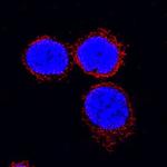 IL-18 Antibody in Immunocytochemistry (ICC/IF)