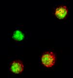 IL-21 Antibody in Immunocytochemistry (ICC/IF)