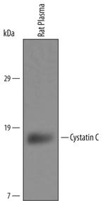 Cystatin C Antibody in Western Blot (WB)