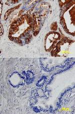 Angiopoietin 1 Antibody in Immunohistochemistry (Paraffin) (IHC (P))