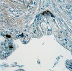 Angiopoietin 1 Antibody in Immunohistochemistry (Paraffin) (IHC (P))