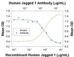 Jagged1 Antibody in Neutralization (Neu)