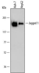 Jagged1 Antibody in Western Blot (WB)