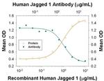 Jagged1 Antibody