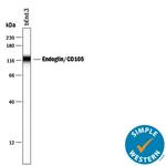 CD105 Antibody in Western Blot (WB)