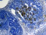 Sclerostin Antibody in Immunohistochemistry (Frozen) (IHC (F))