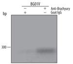 Brachyury Antibody in ChIP Assay (ChIP)