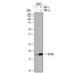 IL1F9 Antibody in Western Blot (WB)