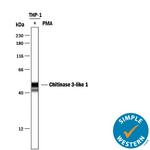 CHI3L1 Antibody in Western Blot (WB)