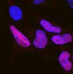 SOX10 Antibody in Immunocytochemistry (ICC/IF)