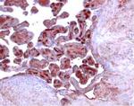 ACVR2B Antibody in Immunohistochemistry (Paraffin) (IHC (P))