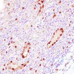 IL-33 Antibody in Immunohistochemistry (Paraffin) (IHC (P))