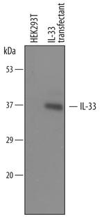 IL-33 Antibody in Western Blot (WB)