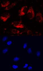 LRIG1 Antibody in Immunocytochemistry (ICC/IF)