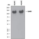 EphB2 Antibody in Western Blot (WB)