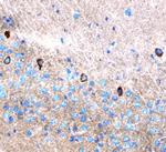 Leptin Antibody in Immunohistochemistry (Frozen) (IHC (F))