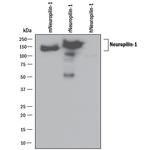 Neuropilin 1 Antibody in Western Blot (WB)