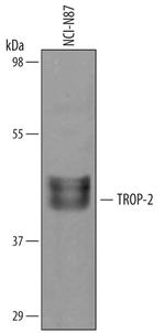 TROP2 Antibody in Western Blot (WB)