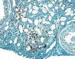 Cathepsin H Antibody in Immunohistochemistry (Frozen) (IHC (F))