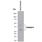 Cathepsin D Antibody in Western Blot (WB)