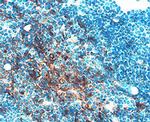 Cathepsin C Antibody in Immunohistochemistry (Frozen) (IHC (F))