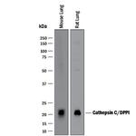 Cathepsin C Antibody in Western Blot (WB)