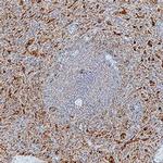 CD244 Antibody in Immunohistochemistry (Paraffin) (IHC (P))