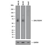 CD244 Antibody in Western Blot (WB)